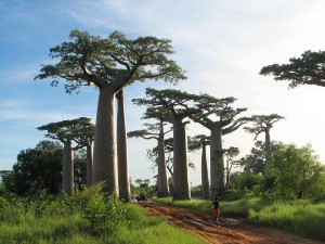strom Baobab